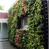 BGreen Living Wall-IT gröna väggar