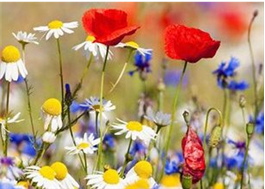 TURFquick Ängsblommor