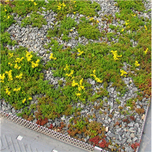 Sedum klart för leverans Sedum klart för leverans
